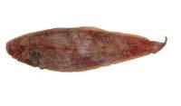 舌鱗舌鰨( i Cynoglossus macrolepidotus /i )