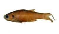 五絲馬鮁魚( i Polydactylus plebeius /i )
