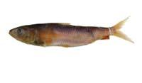 圓小沙丁魚(金色小沙丁魚)( i Sardinella aurita /i )