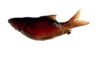 台灣石?( i Acrossocheilus paradoxus /i )