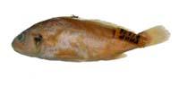 銀彭納石首魚( i Pennahia argentata /i )