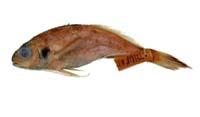 銀彭納石首魚( i Pennahia argentata /i )