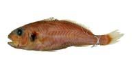 銀彭納石首魚( i Pennahia argentata /i )
