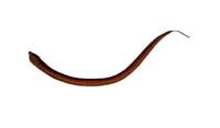 黃鱔( i Monopterus albus /i )