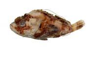 魔擬鮋( i Scorpaenopsis neglecta /i )