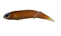 圓擬鱸( i Parapercis decemfasciata /i )