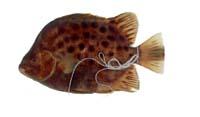 金錢魚( i Scatophagus argus /i )