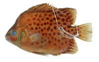金錢魚( i Scatophagus argus /i )