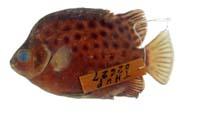 金錢魚( i Scatophagus argus /i )