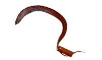 突吻鰻( i Rhynchoconger ectenurus /i )