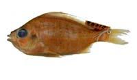曳絲鑽嘴魚( i Gerres filamentosus /i )