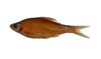 大眼華鯿( i Sinibrama macrops /i )