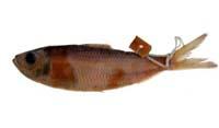 白腹小砂?( i Sardinella albella /i )