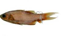 六絲馬鮁魚( i Polydactylus sextarius /i )