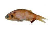 六絲馬鮁魚( i Polydactylus sextarius /i )