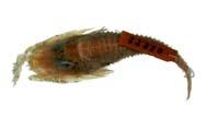 鬚黃魴鮄( i Satyrichthys amiscus /i )