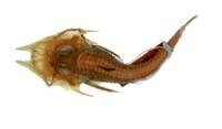 鬚黃魴鮄( i Satyrichthys amiscus /i )