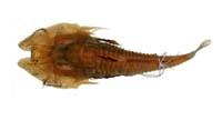 鬚黃魴鮄( i Satyrichthys amiscus /i )