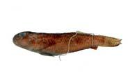 五帶短鰕虎( i Gobiodon quinquestrigatus /i )