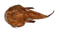 鮟鱇( i Lophiomus setigerus /i )