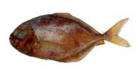 浪人鰺( i Caranx ignobilis /i )