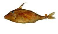 粗鱗假三棘魨( i Pseudotriacanthus strigilifer /i )