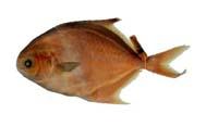 黃臘鰺( i Trachinotus blochii /i )
