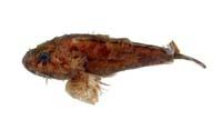 魔擬鮋( i Scorpaenopsis neglecta /i )