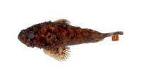 魔擬鮋( i Scorpaenopsis neglecta /i )