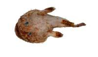 鮟鱇( i Lophiomus setigerus /i )