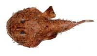 鮟鱇( i Lophiomus setigerus /i )