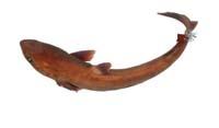 勃氏角鯊( i Squalus blainvillei /i )