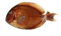 杜氏刺尾鯛( i Acanthurus dussumieri /i )