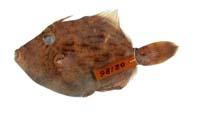 冠鱗單棘魨( i Stephanolepis cirrhifer /i )