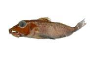 尖棘角魚( i Pterygotrigla hemisticta /i )