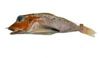 尖棘角魚( i Pterygotrigla hemisticta /i )
