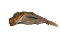 尖棘角魚( i Pterygotrigla hemisticta /i )