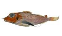 尖棘角魚( i Pterygotrigla hemisticta /i )