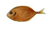 長鰭鰺( i Carangoides oblongus /i )
