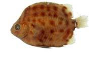 金錢魚( i Scatophagus argus /i )