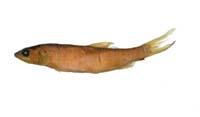 海鰱( i Elops machnata /i )