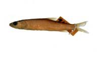 海鰱( i Elops machnata /i )