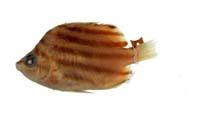 柴魚( i Microcanthus strigatus /i )
