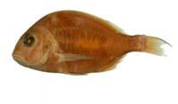 嘉鱲魚( i Pagrus major /i )