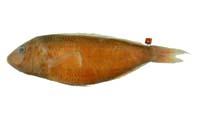 虹色金線魚( i Nemipterus hexodon /i )