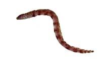 疏條紋裸胸鯙( i Gymnothorax reticularis /i )