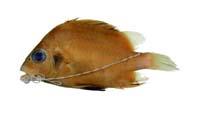 橫帶髭鯛( i Hapalogenys mucronatus /i )