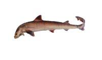 灰貂鮫( i Mustelus griseus /i )
