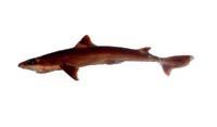 勃氏角鯊( i Squalus blainvillei /i )