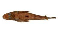眼眶牛尾魚( i Inegocia guttata /i )